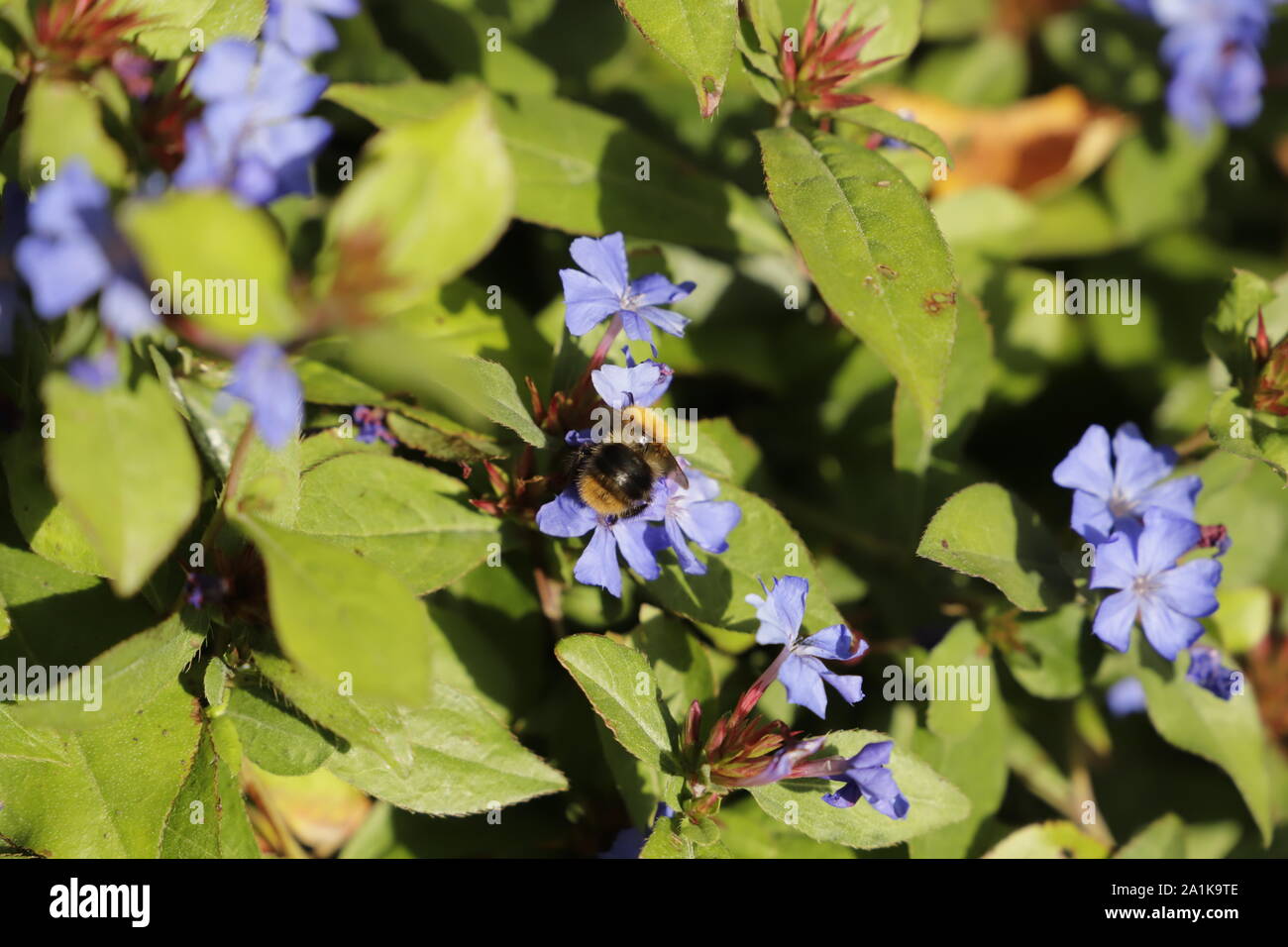 Plumbago flowers bloom in September and October Stock Photo Alamy