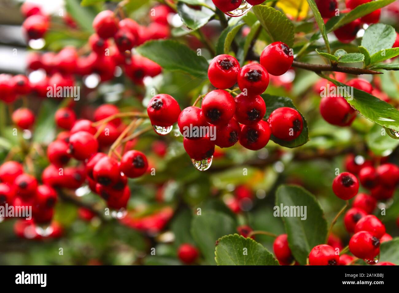 Dew on Red fire thorn fruit on a branch with bush in background Stock Photo