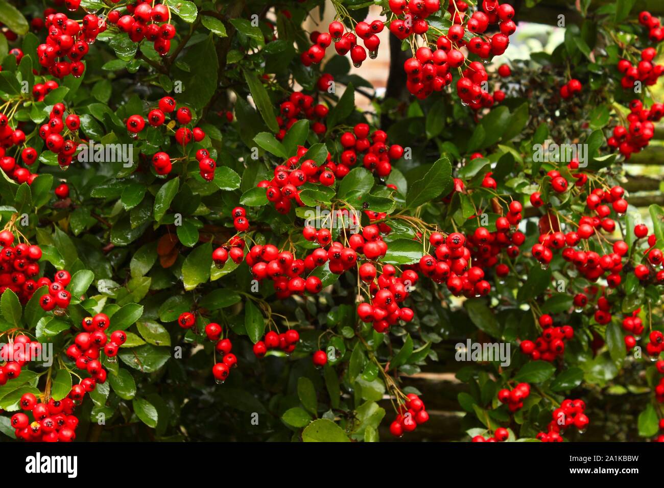Fire thorn with berries and water droplets Stock Photo