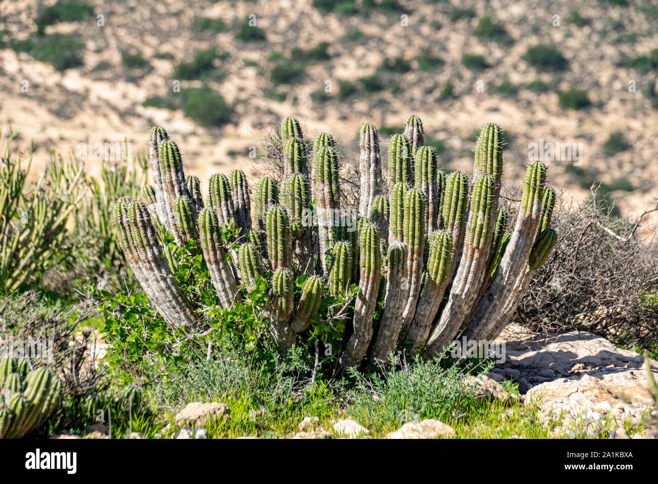 Harsh Hillside Environment High Resolution Stock Photography and Images ...