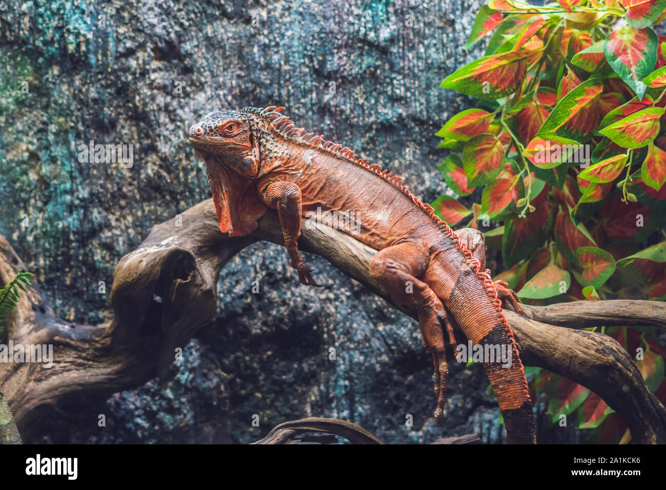 Caiman Lizard Dracaena guianensis , a large green and red reptile native to  South America Stock Photo - Alamy