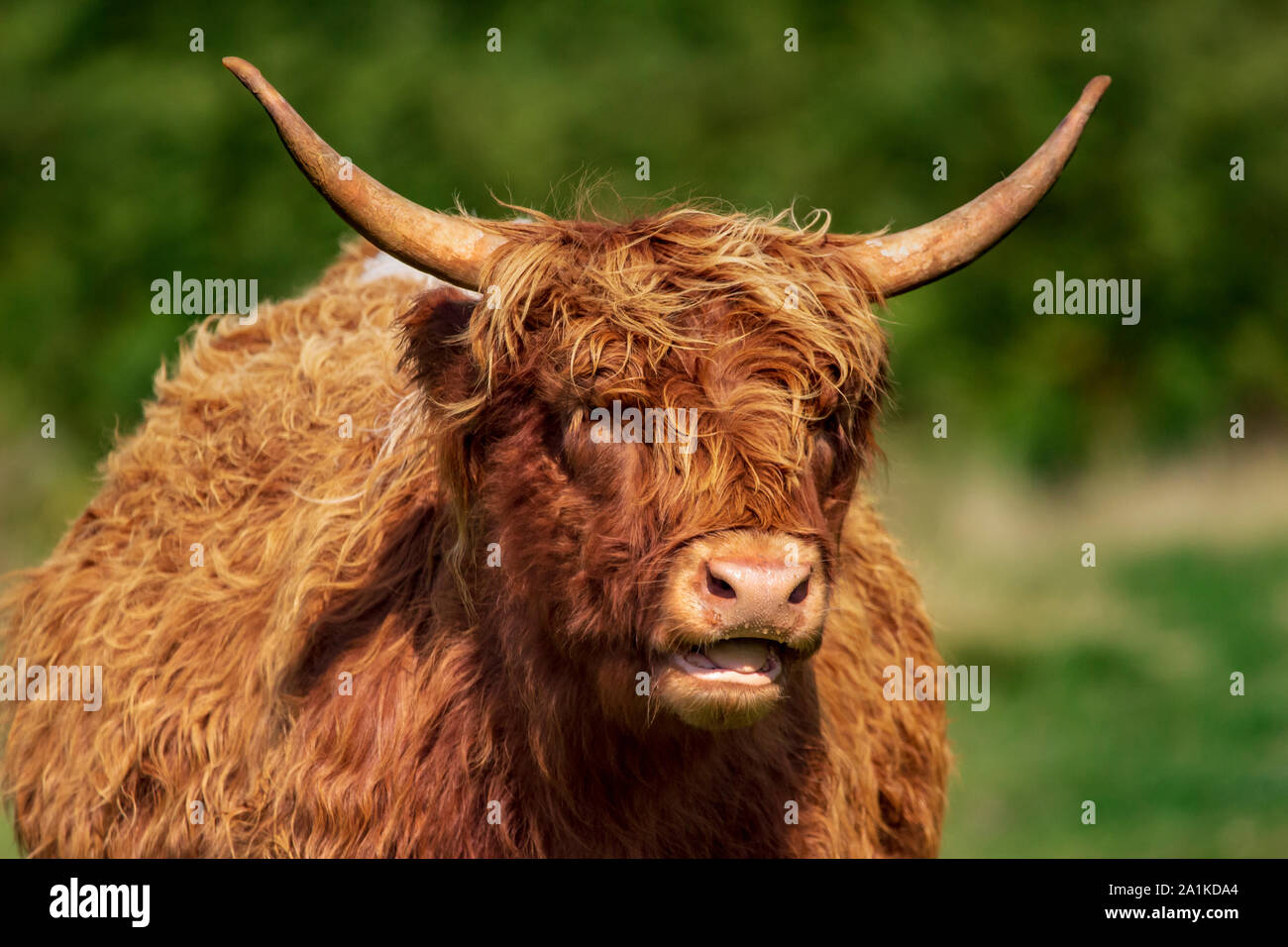 Ginger Highland Cow Stock Photo Alamy
