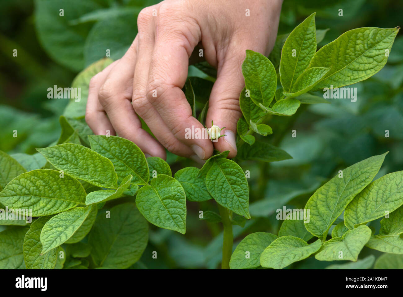 hand picking flowers from the potatoes in the garden Stock Photo