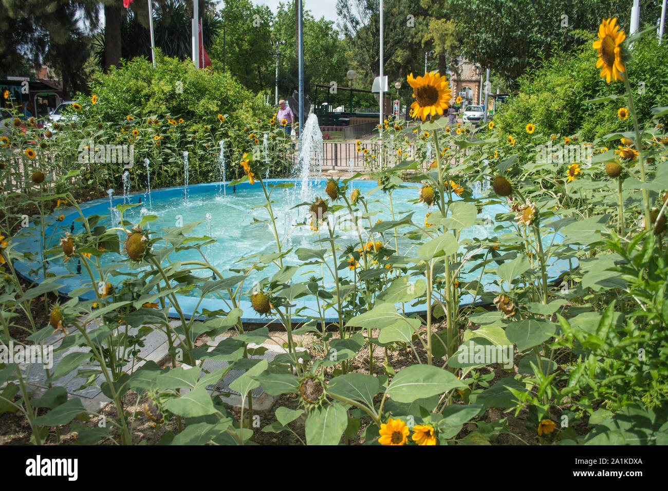 Sunflowers and a Water Fountain in the Jardin Botanico in the City of Murcia Spain Stock Photo
