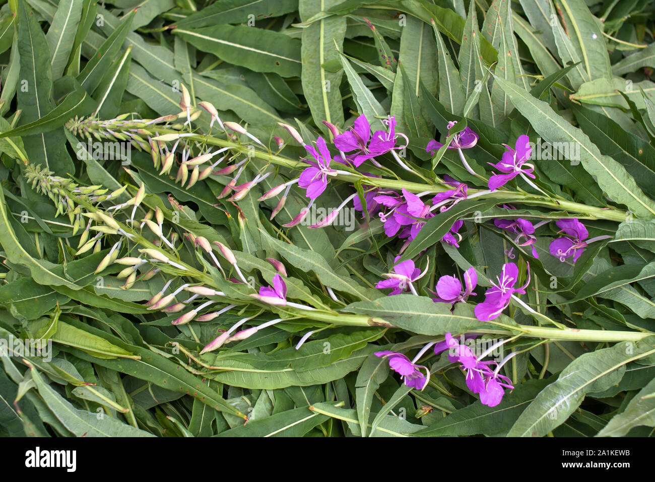 leaves and flowers willow-herb (Ivan-tea), close up Stock Photo