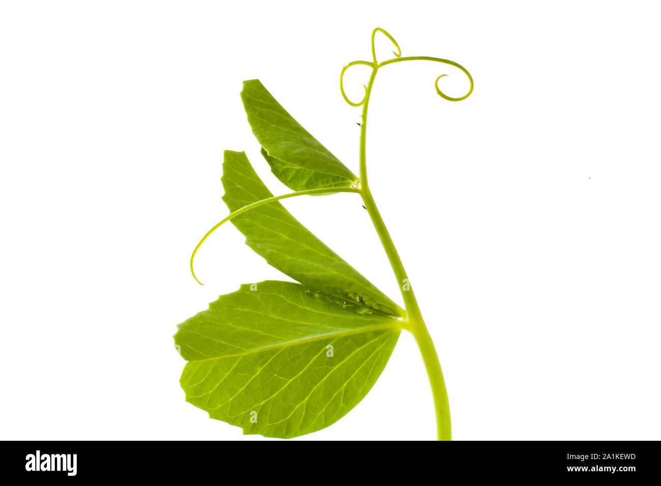 pea leaf with tendril isolated on a white background Stock Photo