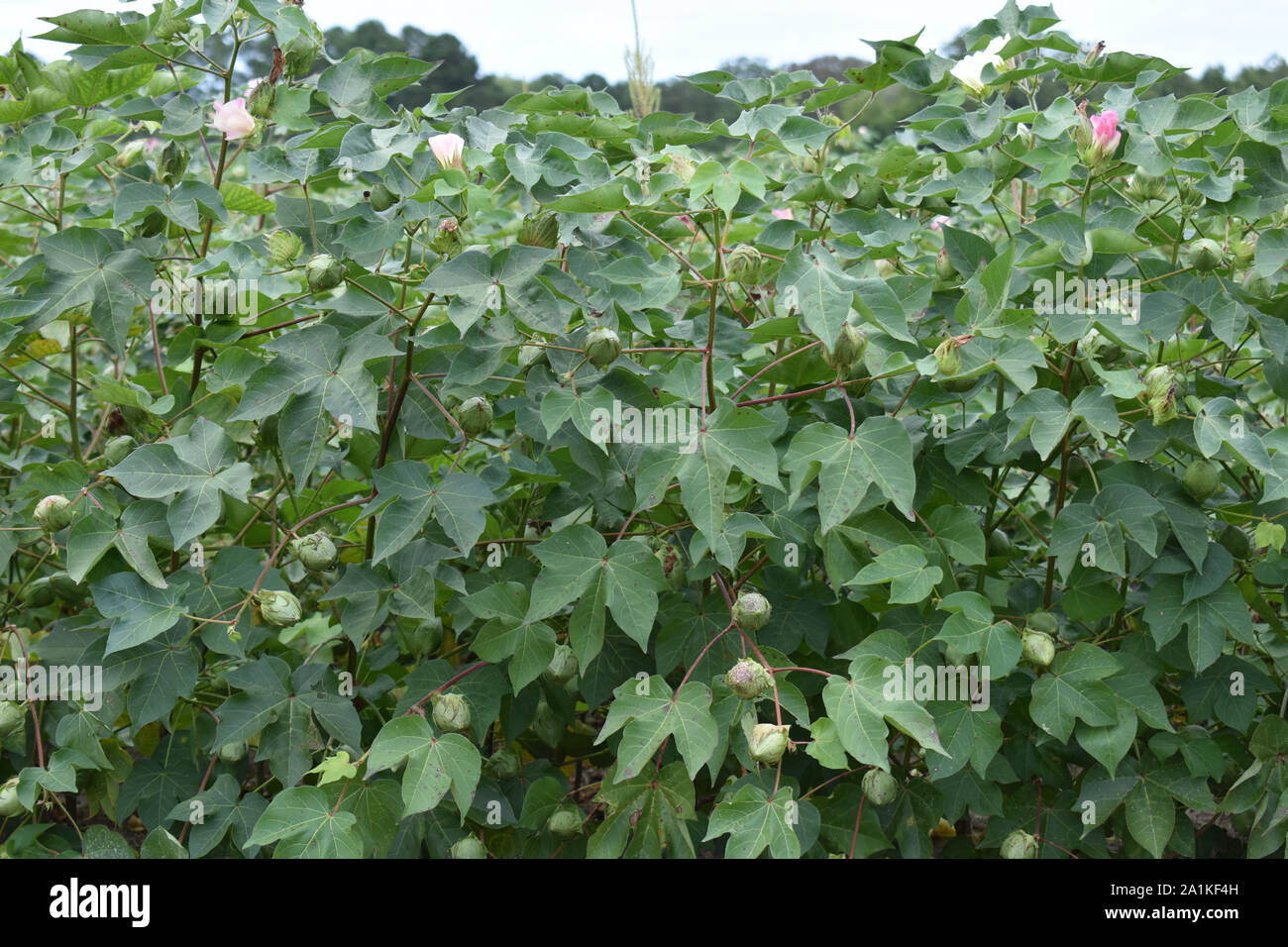 A North Carolina Cotton Field in Bloom Stock Photo Alamy