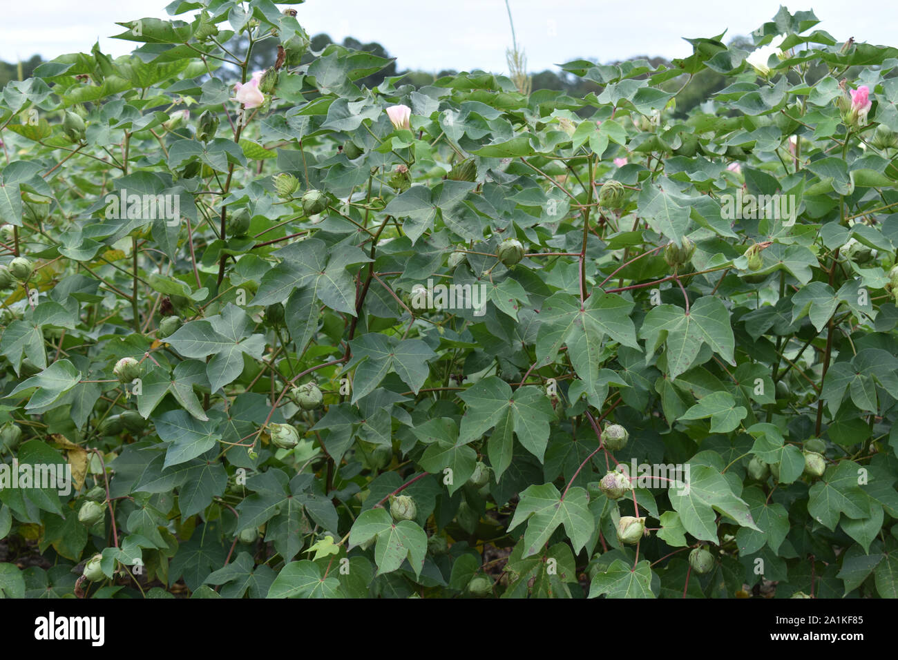 A North Carolina Cotton Field in Bloom Stock Photo Alamy
