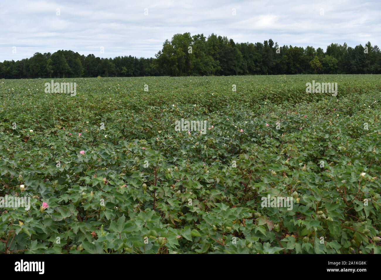 Cotton field in north carolina hires stock photography and images Alamy