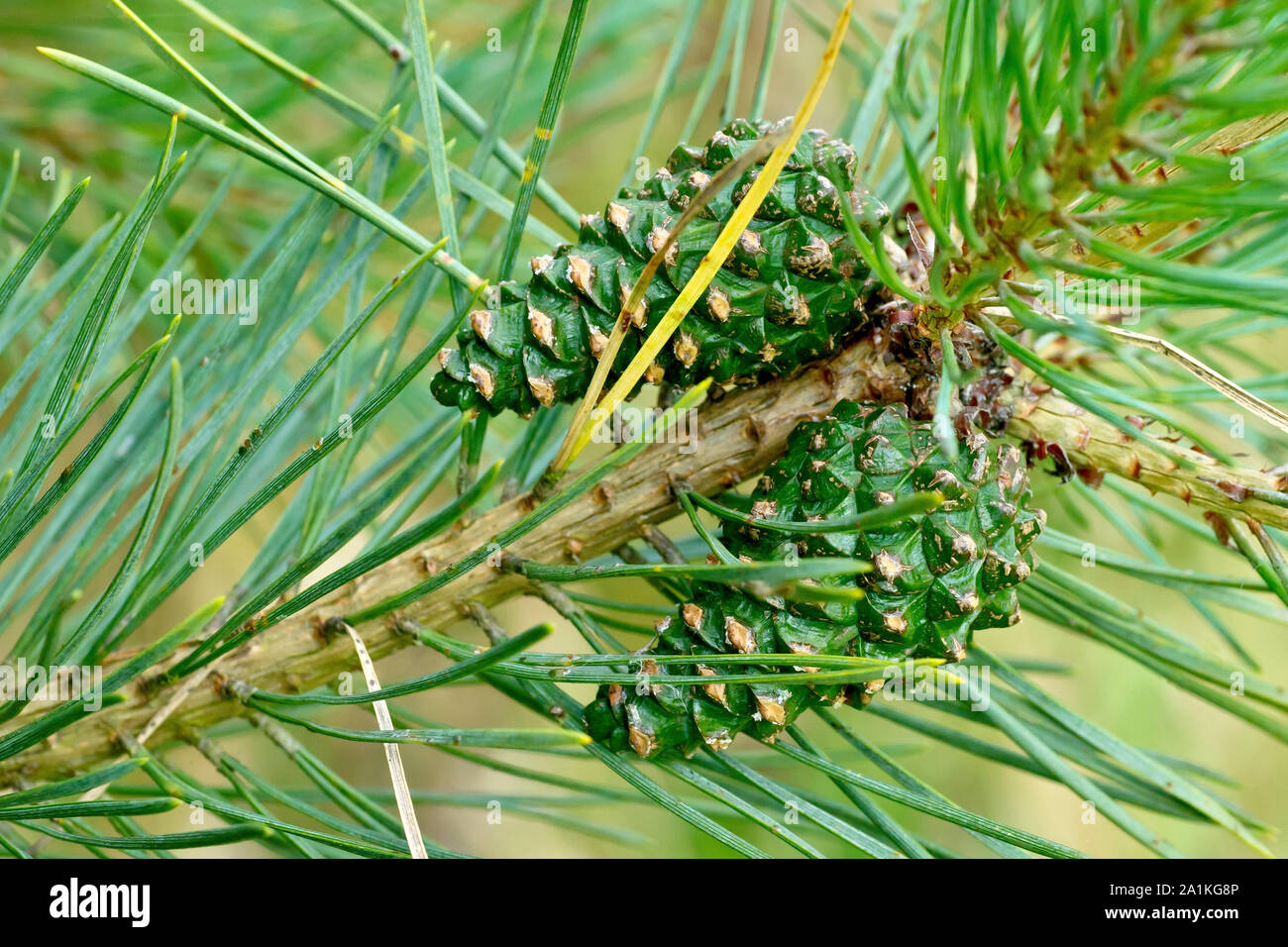 Scot's Pine (pinus sylvestris), close up showing a couple of green, immature pine cones attached to a branch. Stock Photo
