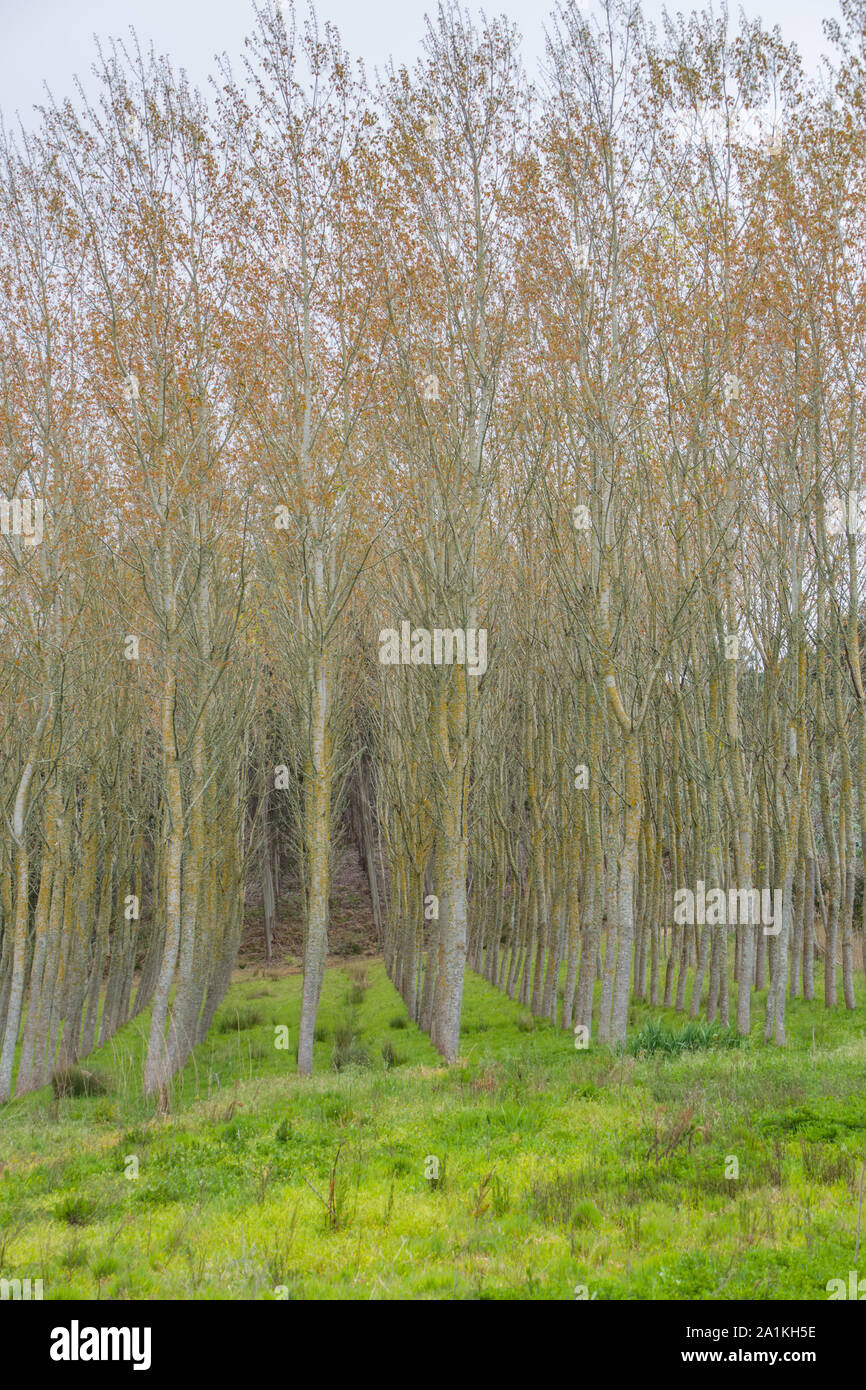 Detailed view of the parallel trees in the middle at the woods, typical ...