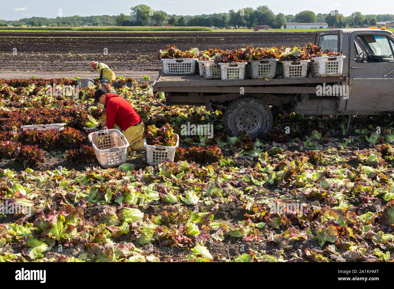 Hudsonville, Michigan - Workers harvest red leaf lettuce from a field in west Michigan. Stock Photo