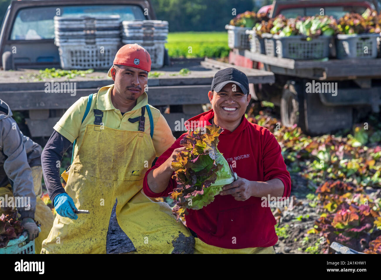 Hudsonville, Michigan - Workers harvest red leaf lettuce from a field in west Michigan. Stock Photo