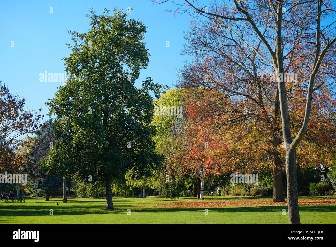 Variety of trees changing colours in the autumn at Stonegrove Park