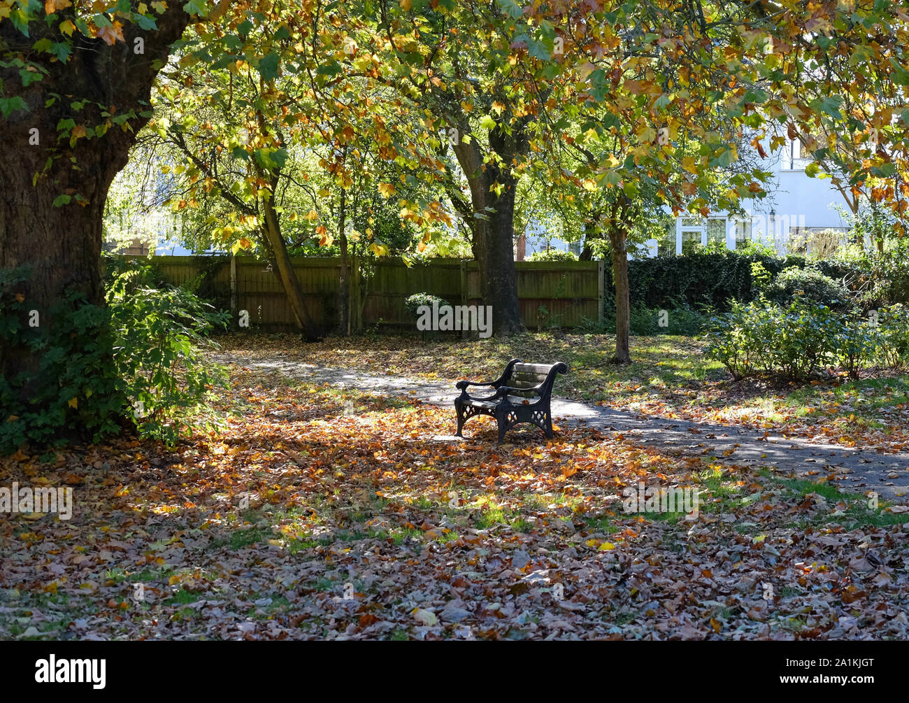 An empty park bench & a thick carpet of brown autumn leaves on the ground, with brown and green leaves on the trees in the park. Stock Photo