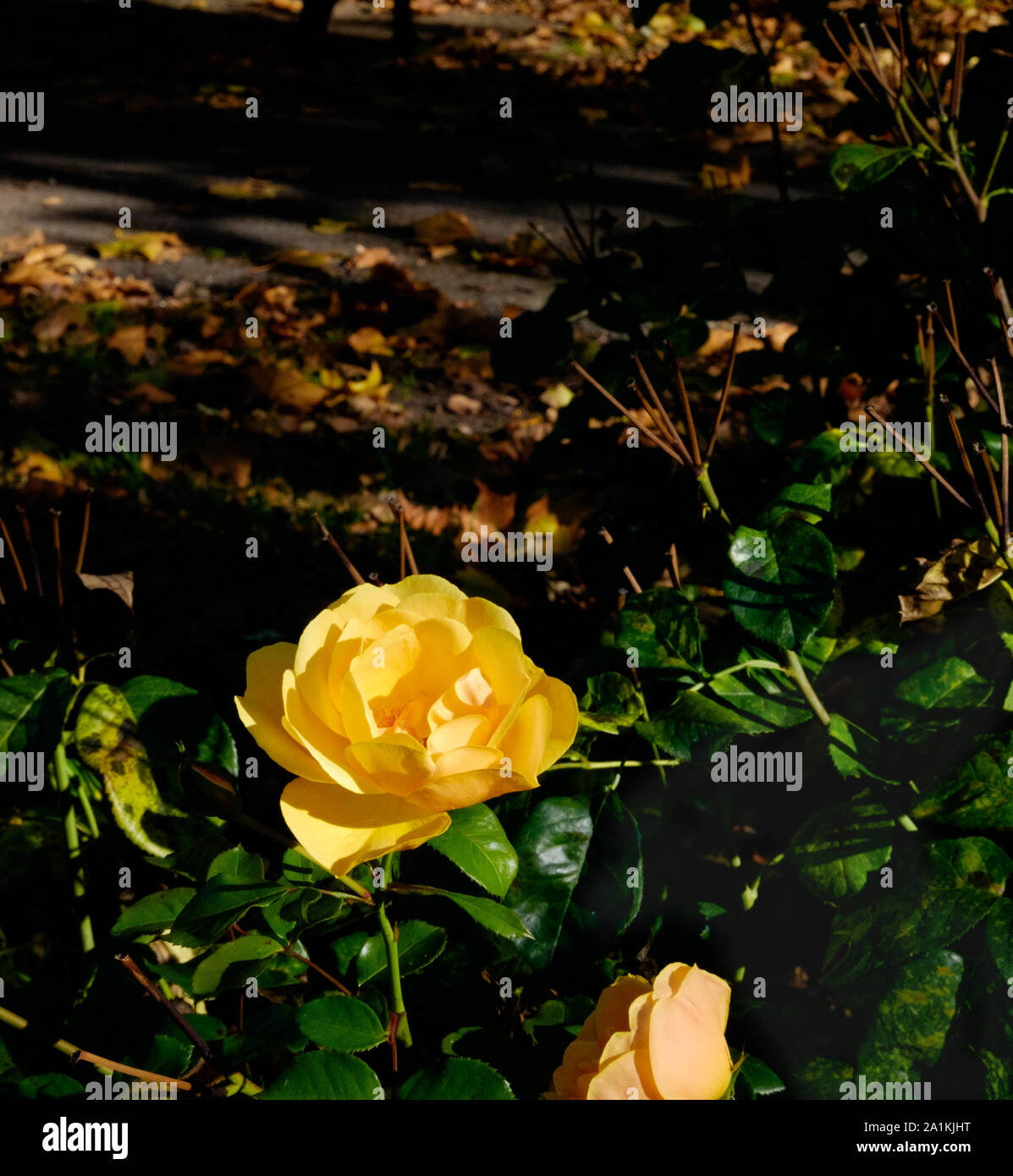 Close up of yellow rose in full bloom, growing in the park with brown, fallen autumn leaves on the ground in the background. Stock Photo