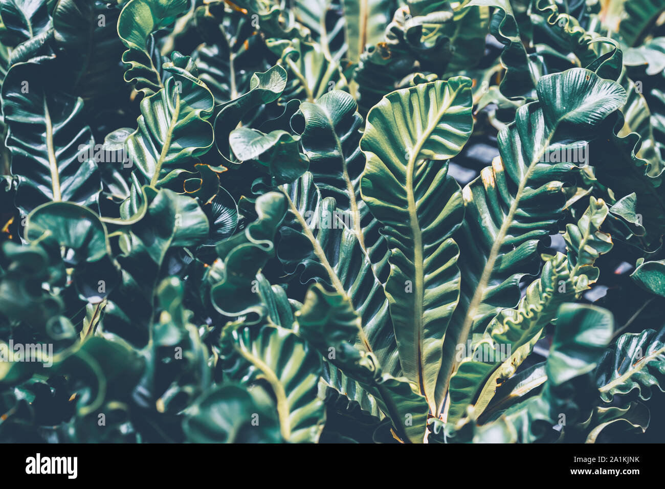 Wavy leaves of fern hi-res stock photography and images - Alamy