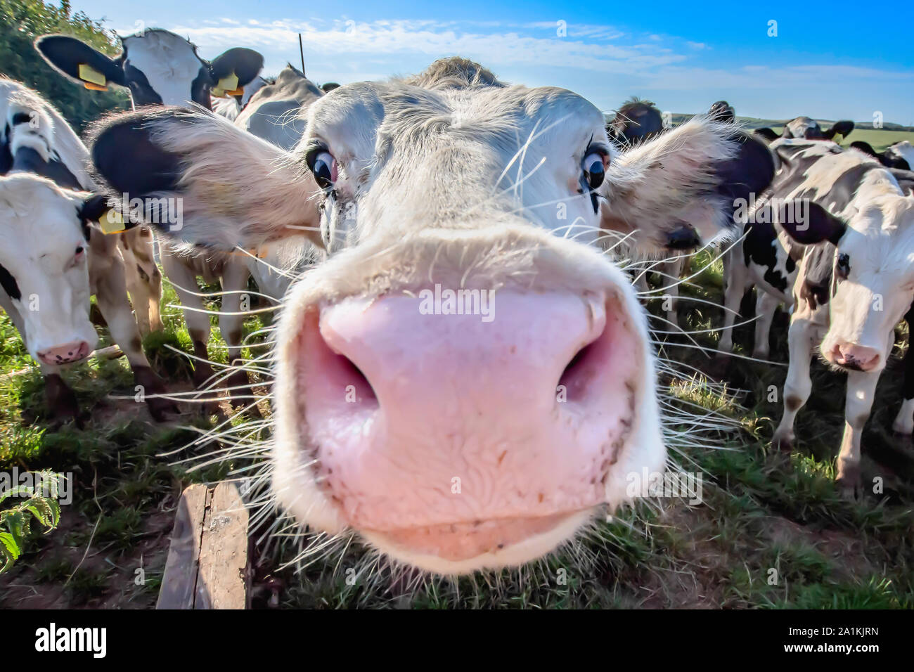 White cow close up portrait on animal looking into camera with wide angle and adorable , oversized nose Stock Photo - Alamy White cow close up portrait on animal looking into camera with wide angle and adorable , oversized nose Stock Photo - Alamy
