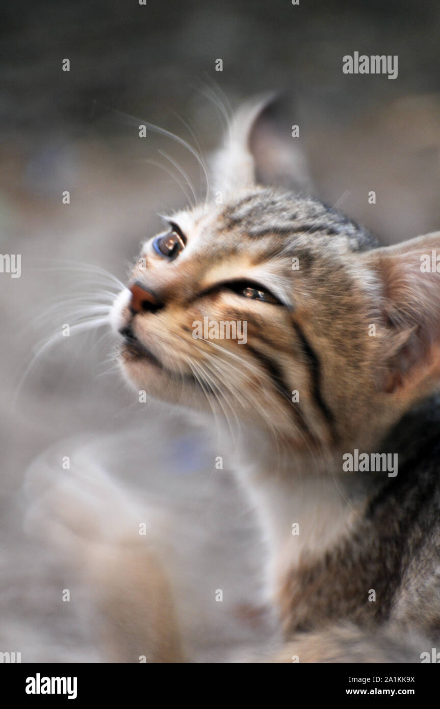 Stray cats on the streets of the town. Stock Photo