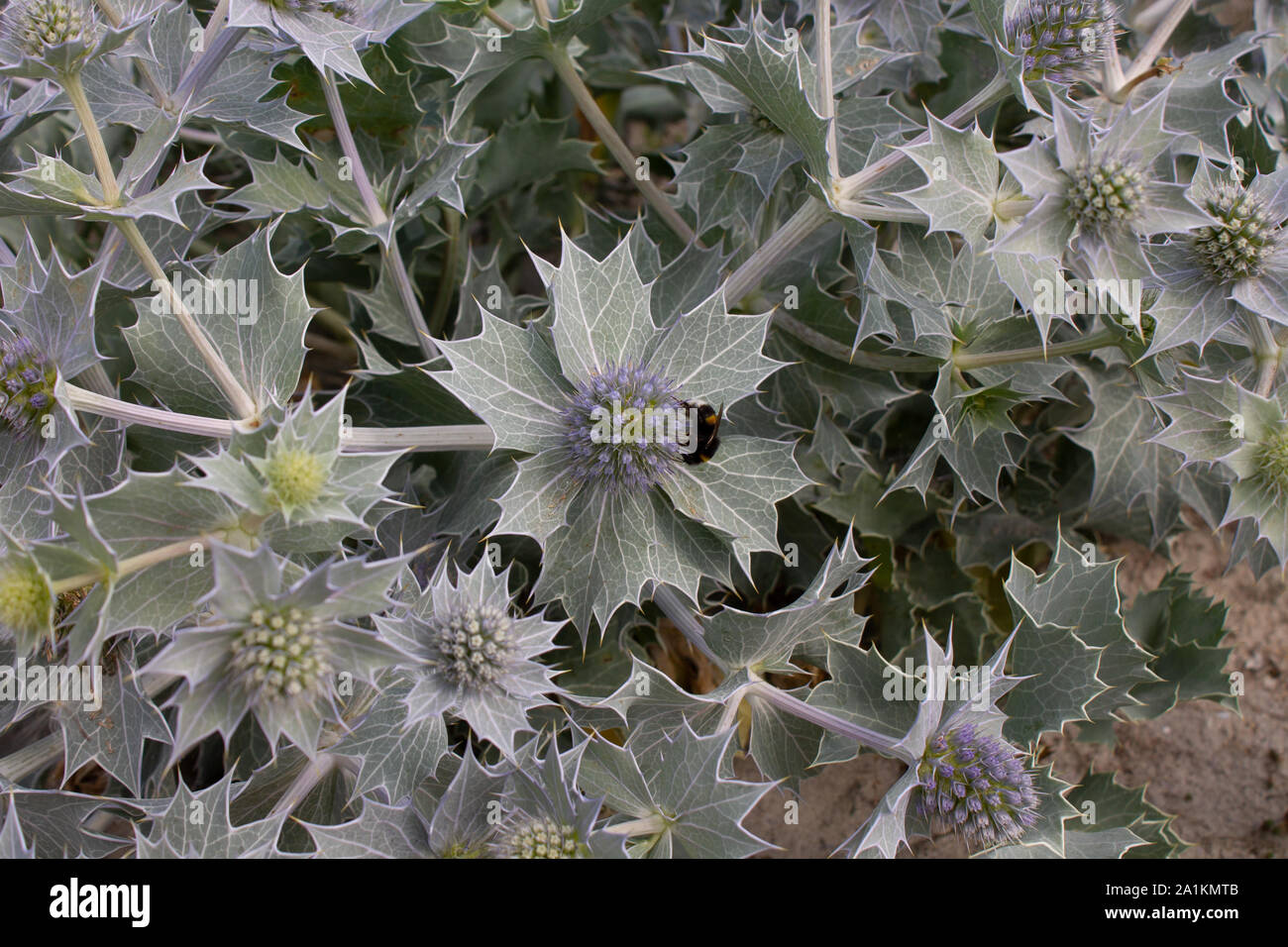 Blooming thistle with humblebee Stock Photo