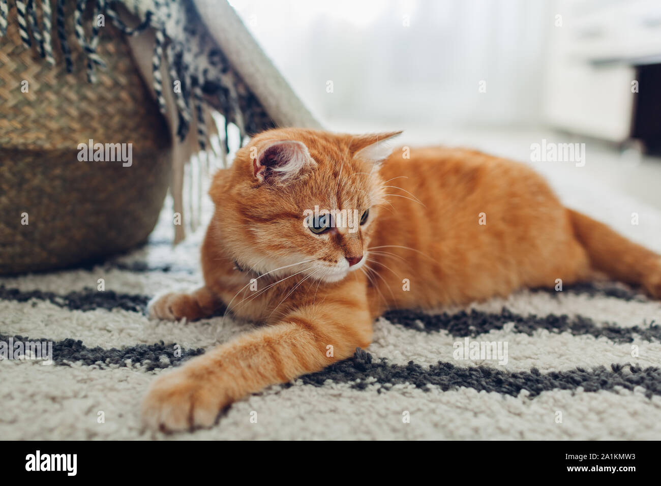 Ginger cat lying on floor carpet at home. Pet playing and feeling comfortable Stock Photo