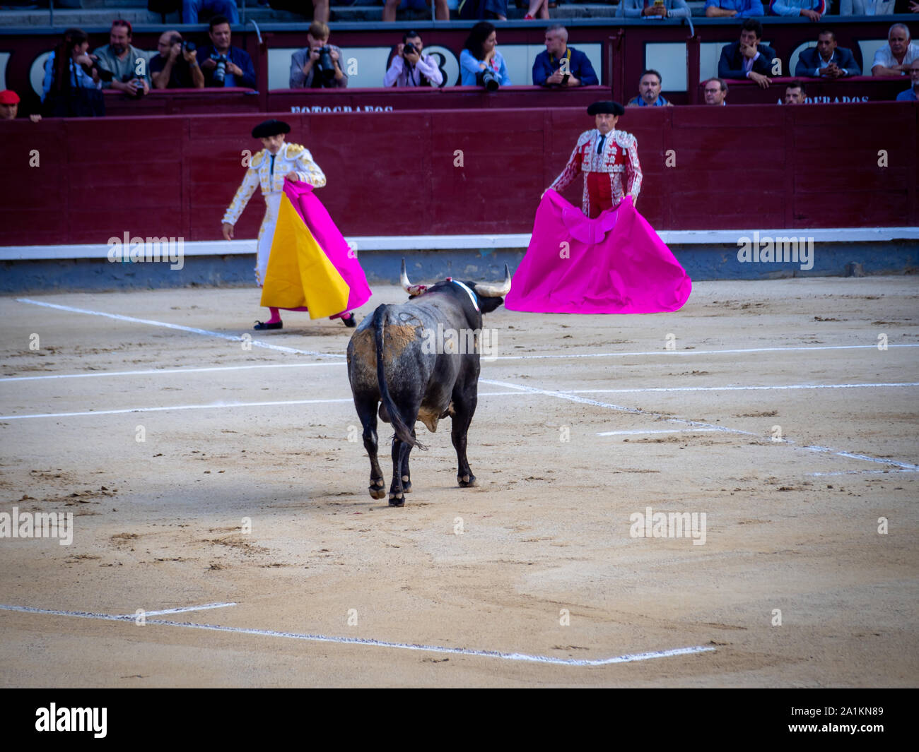 MADRID, SPAIN-SEPTEMBER 22, 2019: First stage of the corrida, the tercio de varas ('part of lances'). Matadors and bull at plaza de toros (bullring) d Stock Photo