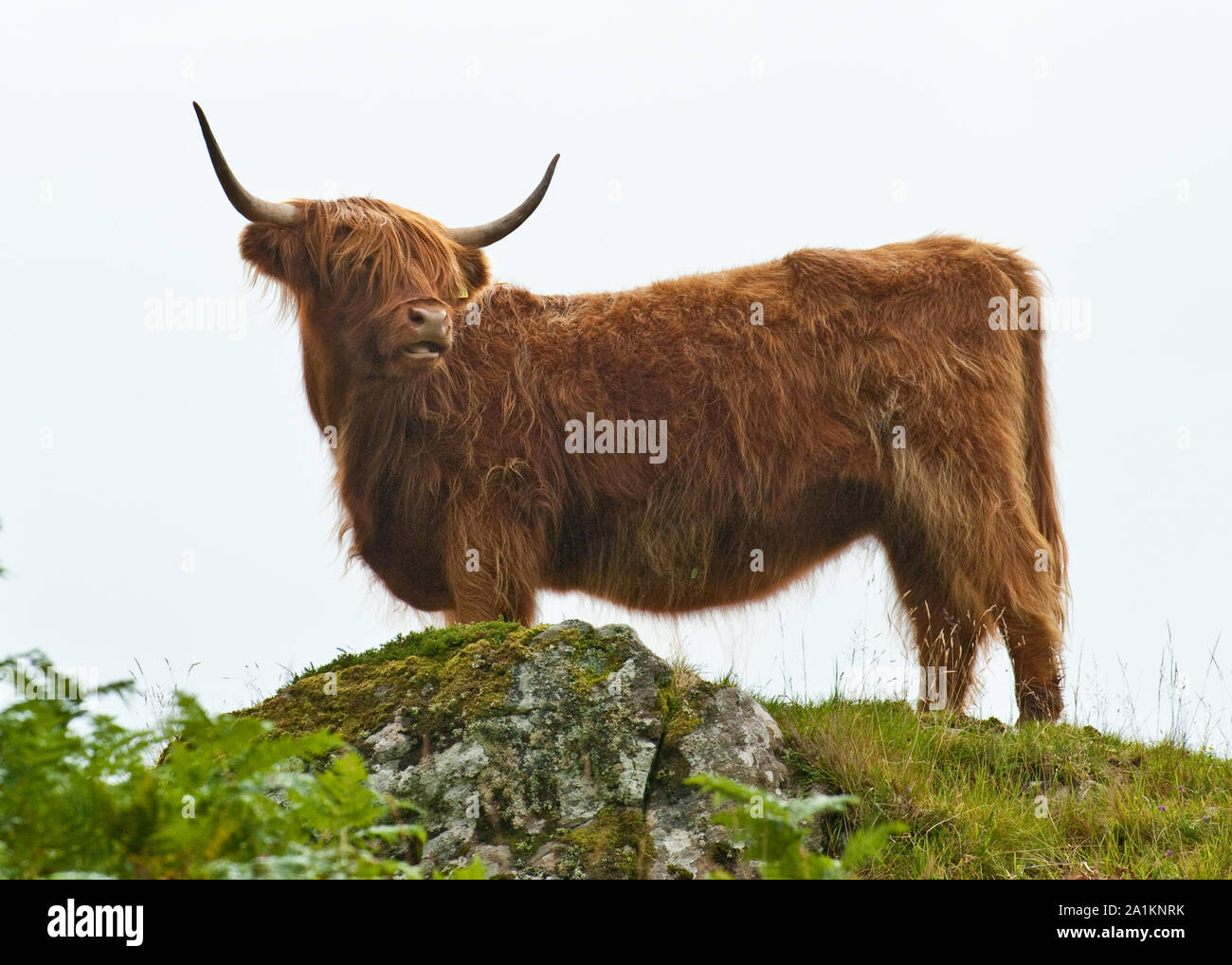 Highland Cow. Isle of Mull, Scotland Stock Photo