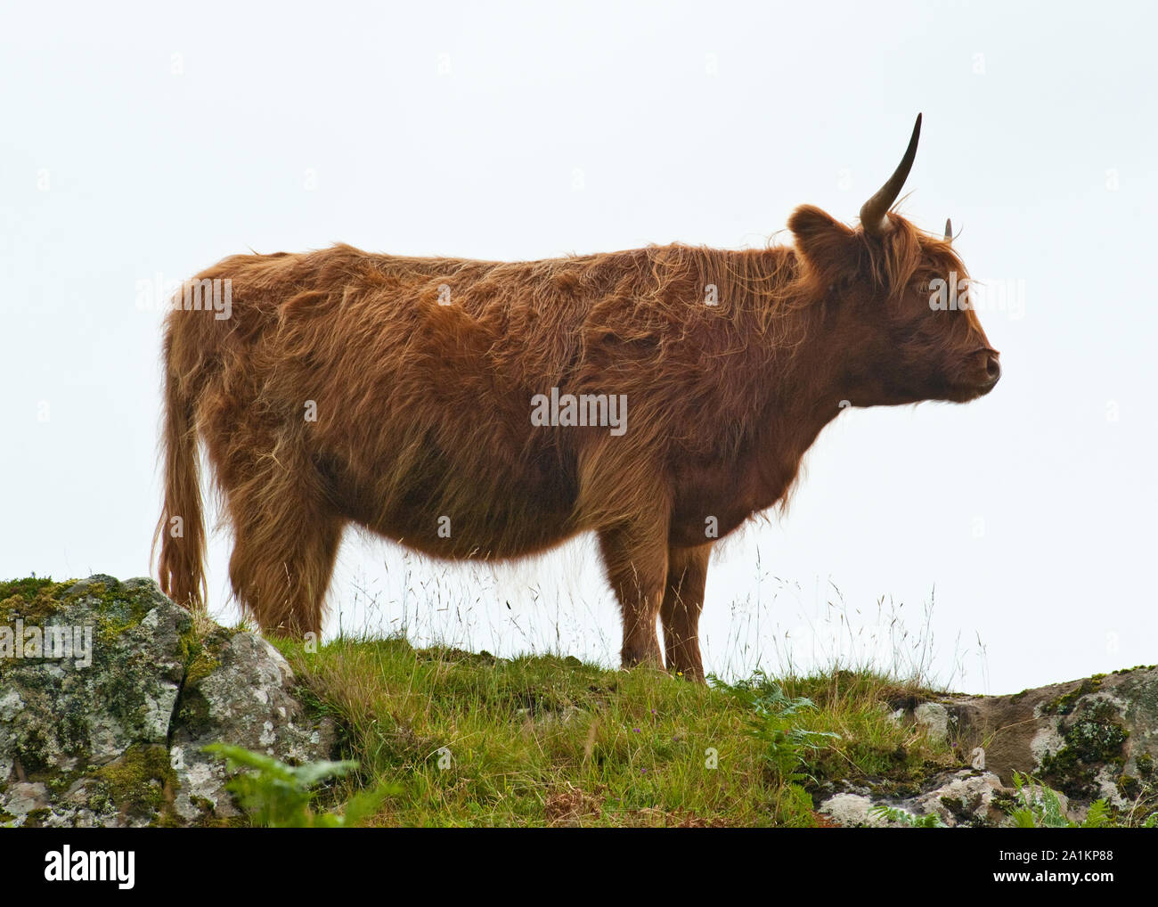 Highland Cow. Isle of Mull, Scotland Stock Photo