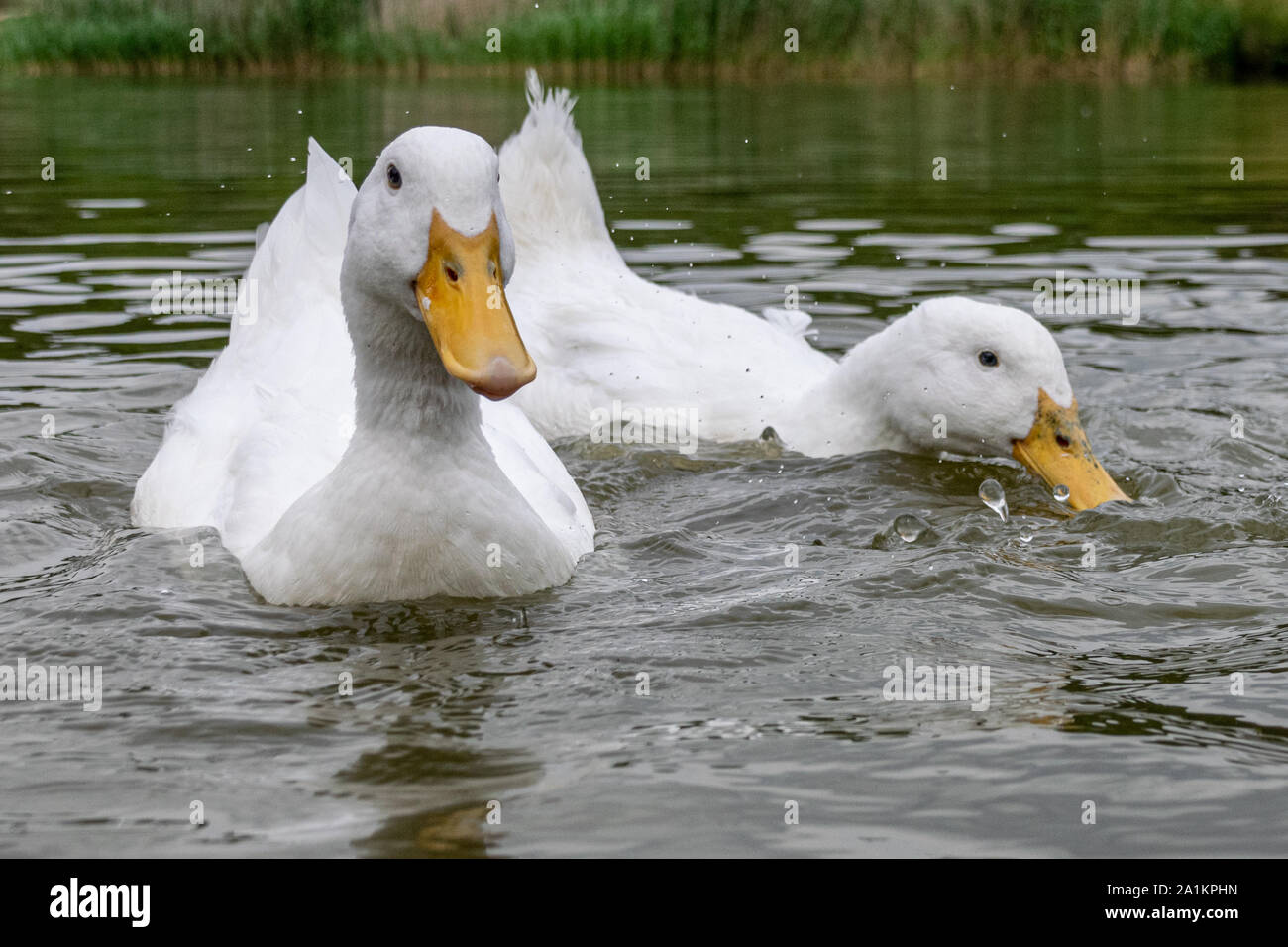 Pair of white Pekin Ducks (also known as Aylesbury or Long Island Ducks Stock Photo Alamy