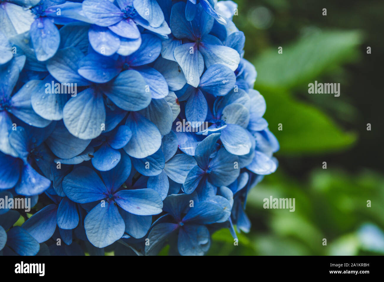 beautiful blue blooming hydrangeas on Sao Miguel Island, Azores
