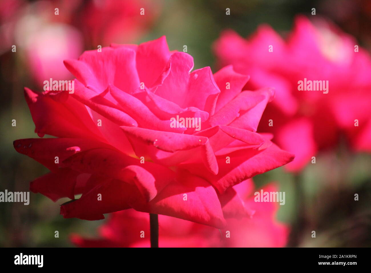 Perfect summer pink grandiflora rose blossom Stock Photo Alamy