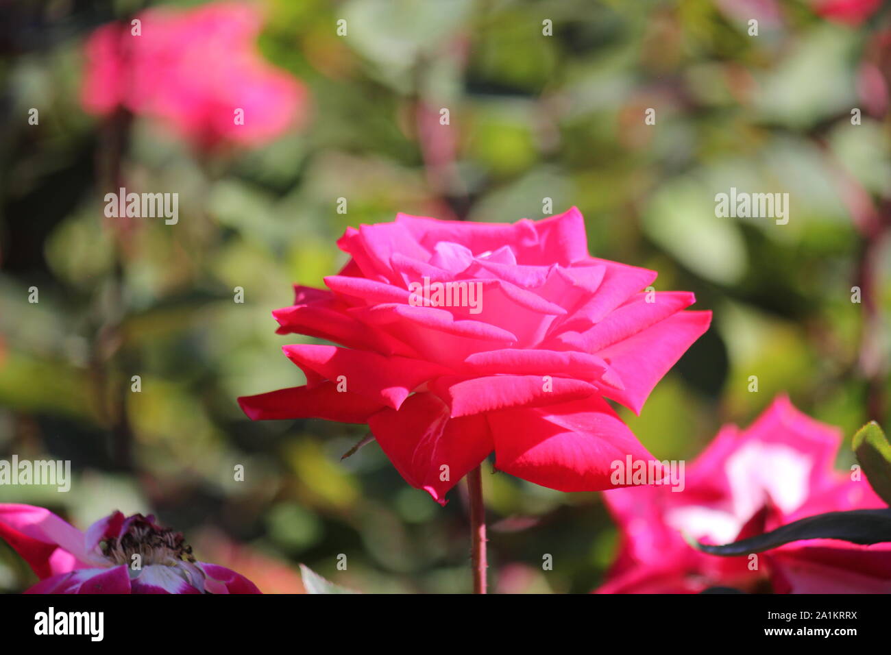 Perfect summer pink grandiflora rose blossom Stock Photo Alamy