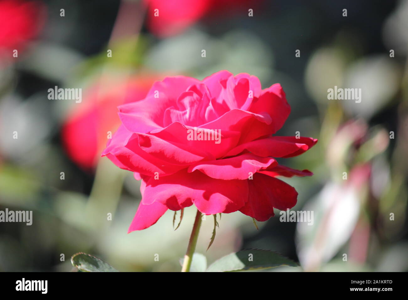 Perfect summer pink grandiflora rose blossom Stock Photo Alamy