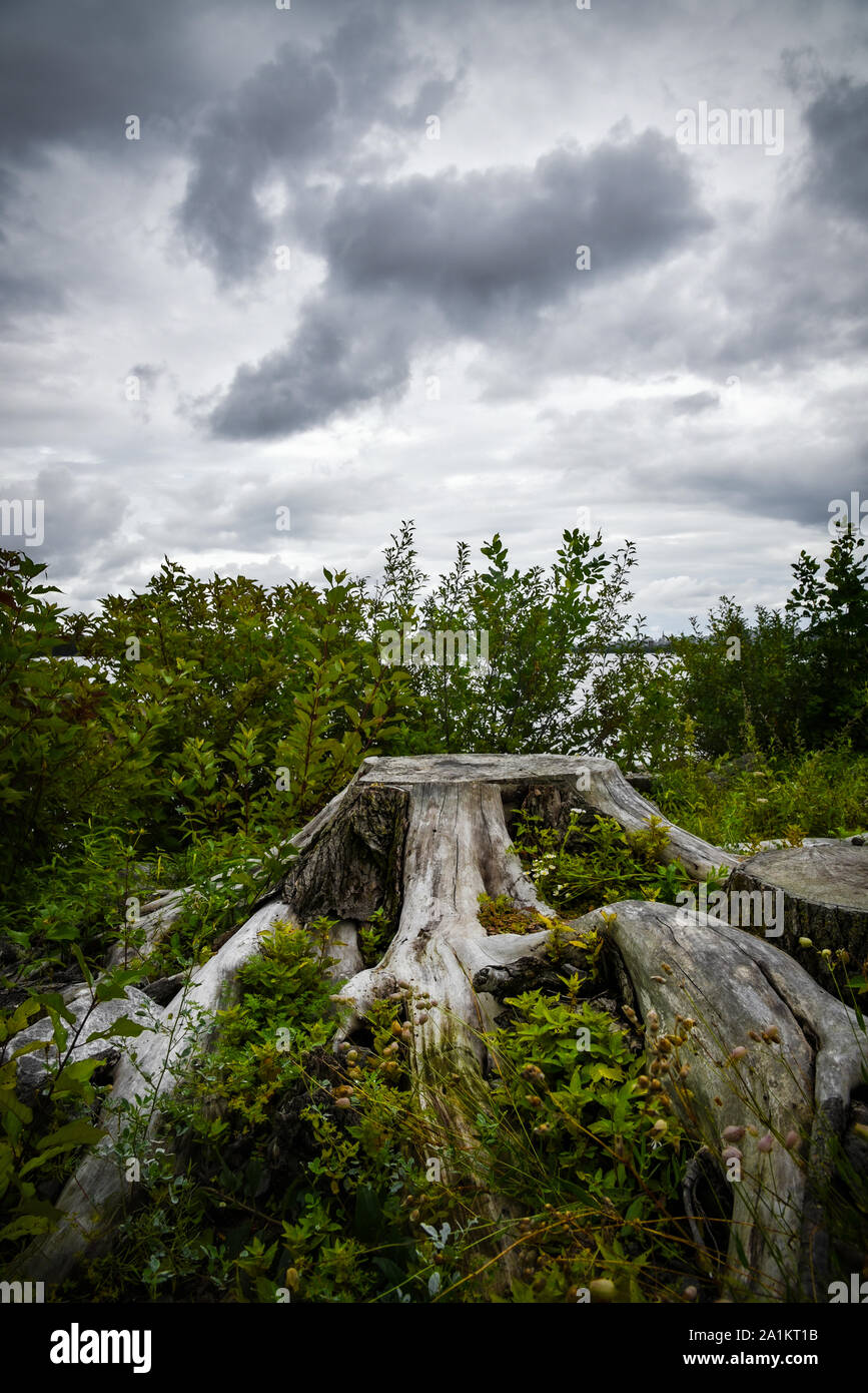 A Tree Without Roots Tree without root hi-res stock photography and images - Alamy