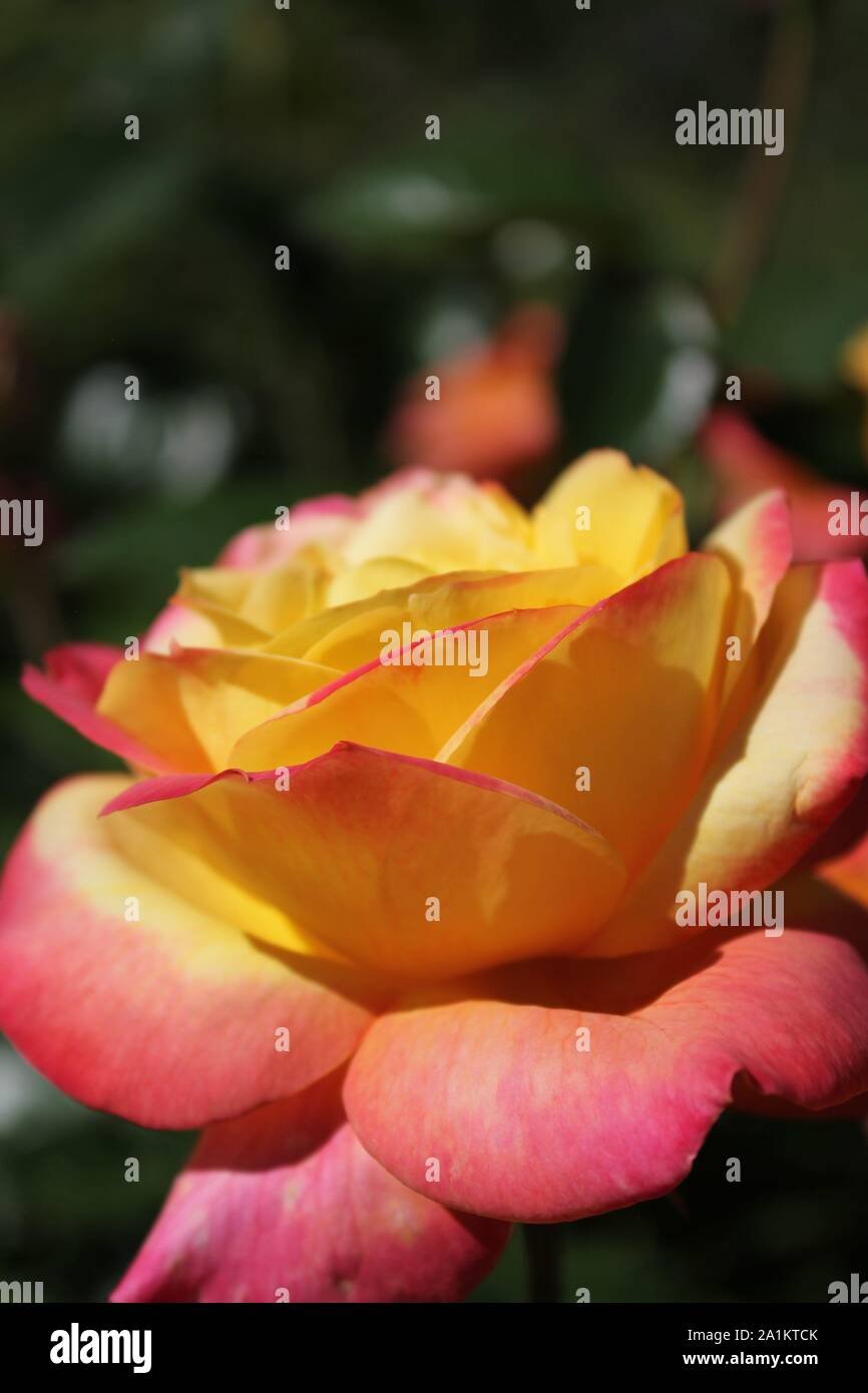 Perfect summer rose blossom, Chicago Peace orange and pink Rosa  'Johnago'. Stock Photo