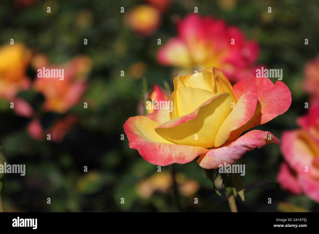 Perfect summer rose blossom, Chicago Peace orange and pink Rosa  'Johnago'. Stock Photo