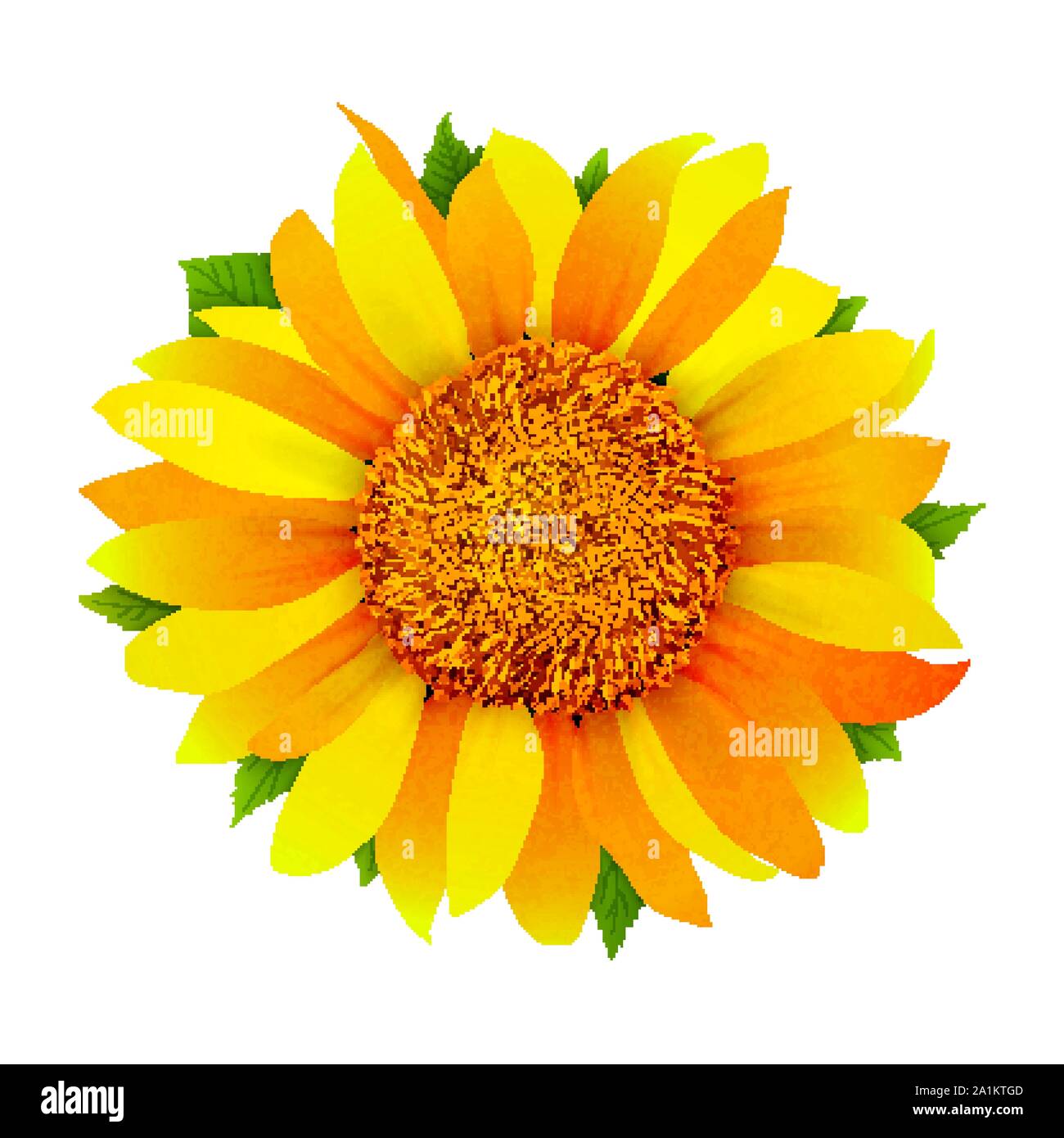 Sunflower isolated on white background vector Stock Vector