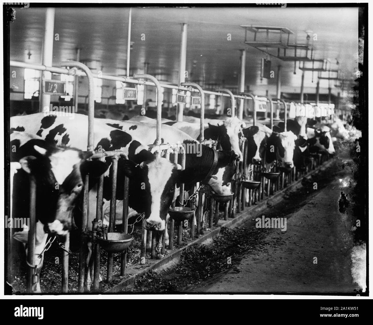 Norfolk Mass Dairy Cows In A Modern Barn 6 10 36 Stock Photo