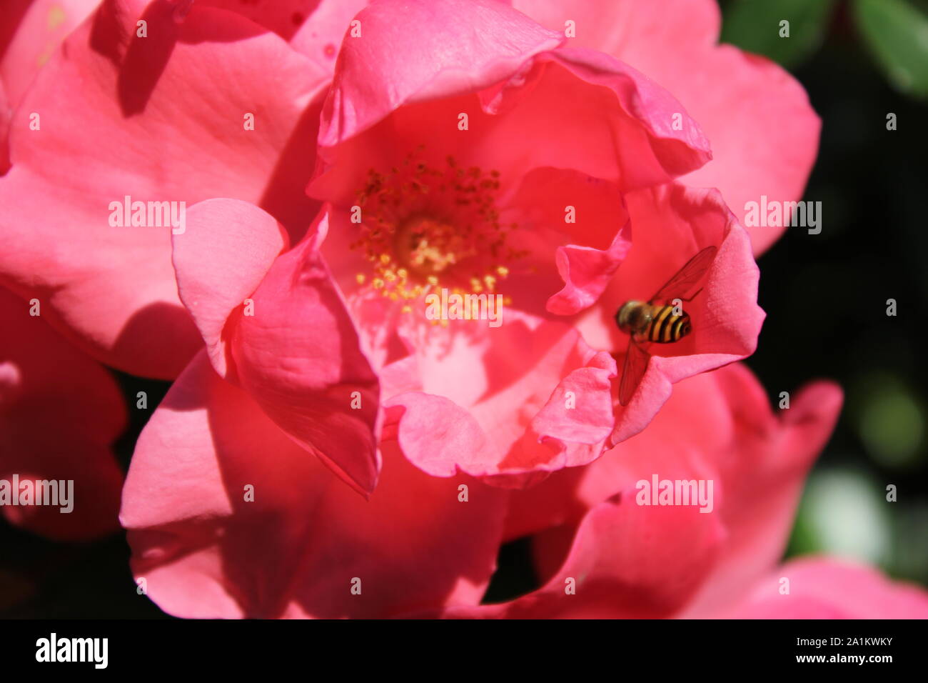 Perfect summer rose blossom being pollinated by a bee Stock Photo Alamy