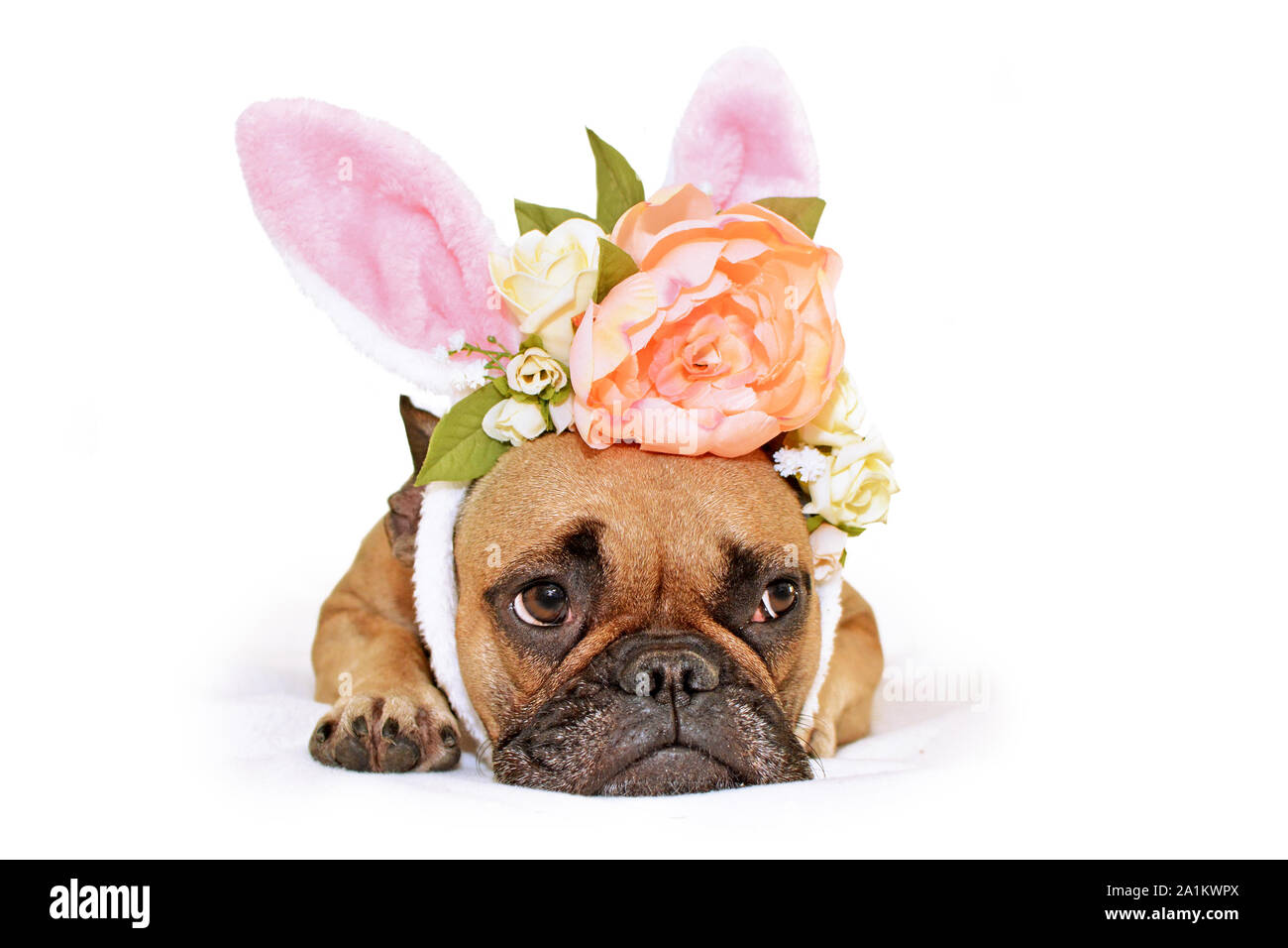 Cute French Bulldog dog lying on floor dressed up with a beautiful ...