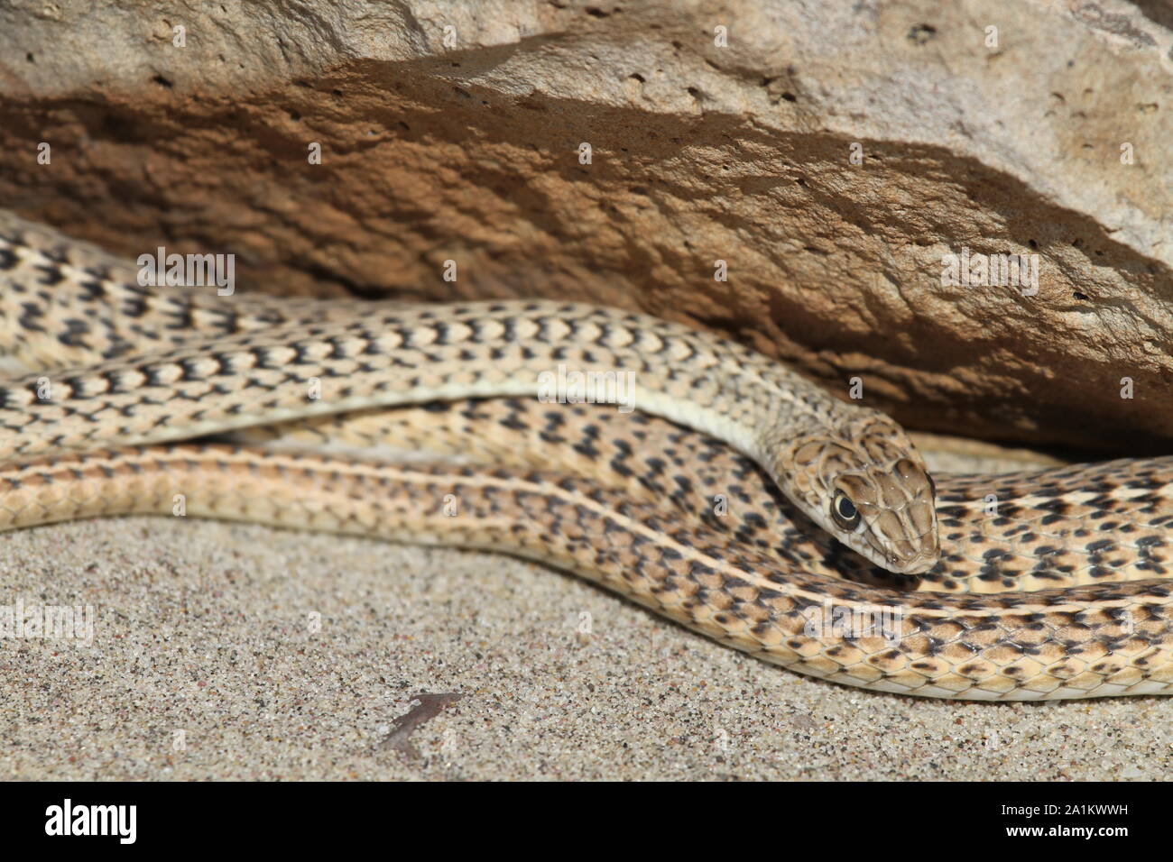 Namibian snakes hi-res stock photography and images - Alamy