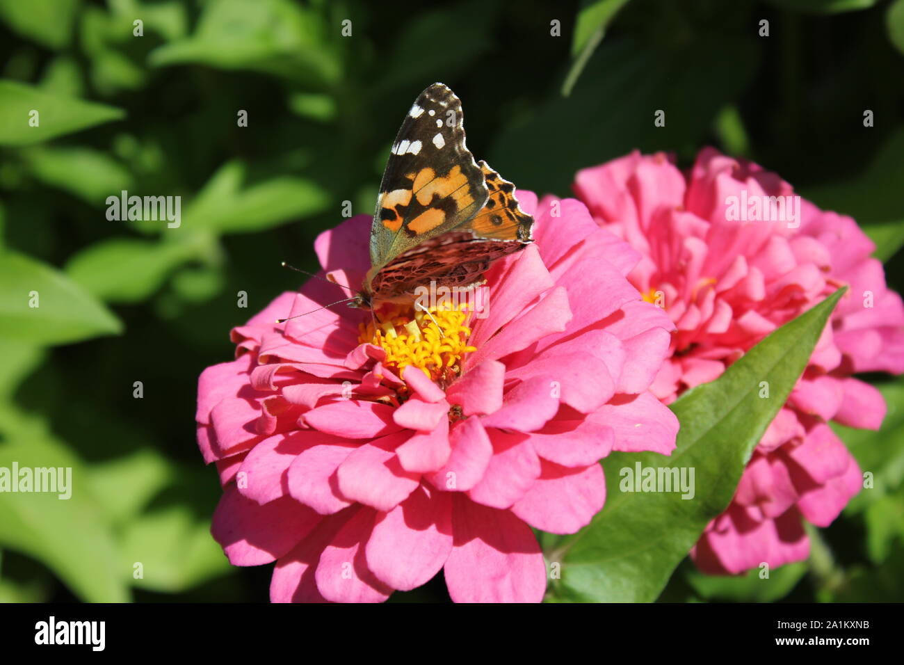 Beautiful orange and black monarch butterfly, Danaus plexippus, flying around a flower garden. Stock Photo