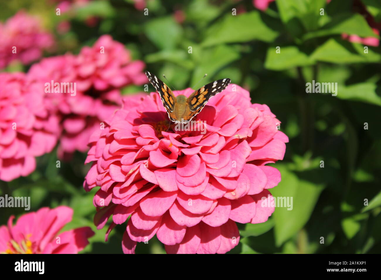 Beautiful orange and black monarch butterfly, Danaus plexippus, flying around a flower garden. Stock Photo