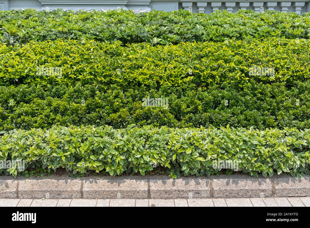 Plants and Bush Layers in Hong Kong Stock Photo - Alamy