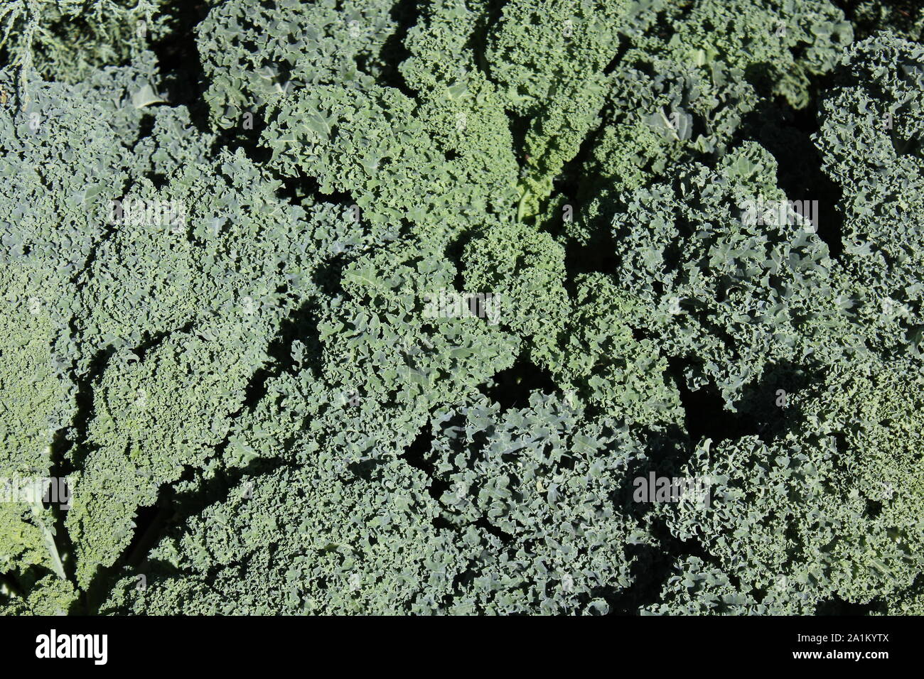 Green curly kale growing in the garden Stock Photo Alamy