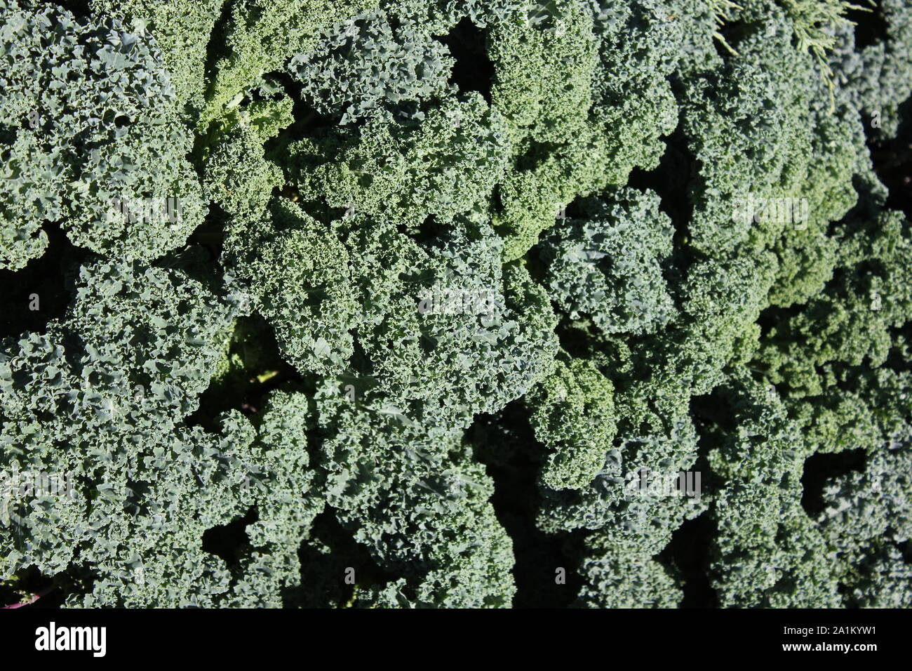 Green curly kale growing in the garden Stock Photo Alamy