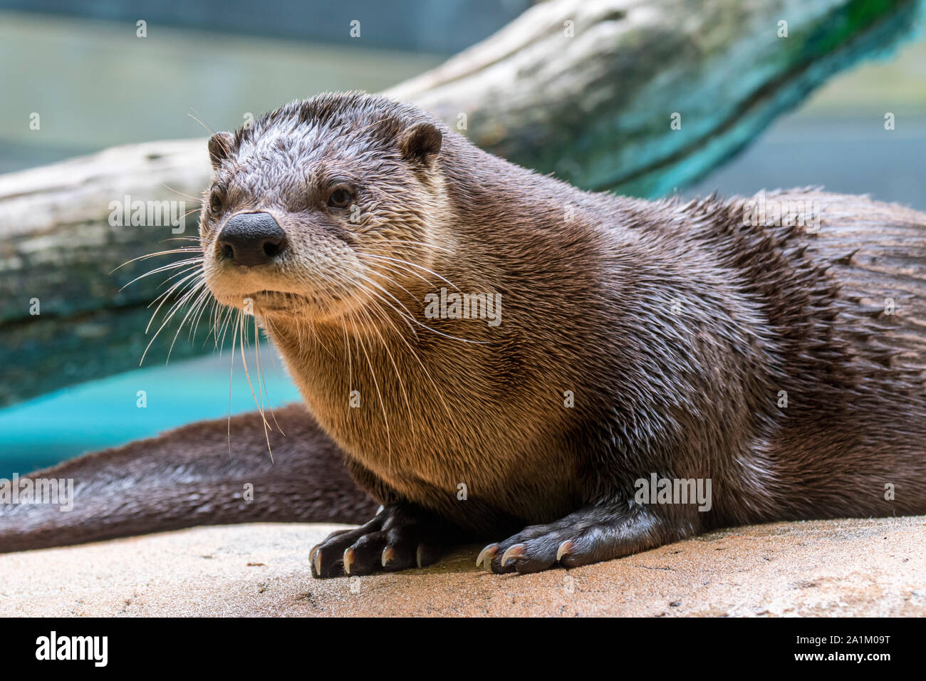 North American river otter / northern river otter / common otter (Lontra canadensis / Lutra canadensis) native to the the United States and Canada Stock Photo