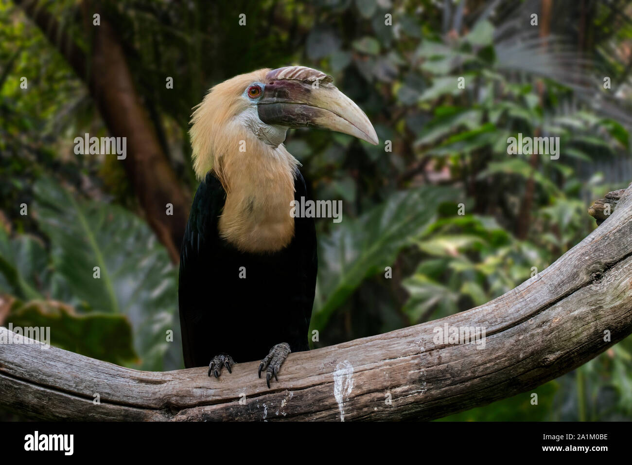 Blyth's hornbill / Papuan hornbill (Rhyticeros plicatus / Aceros plicatus) male in rain forest, native to Wallacea and Melanesia Stock Photo