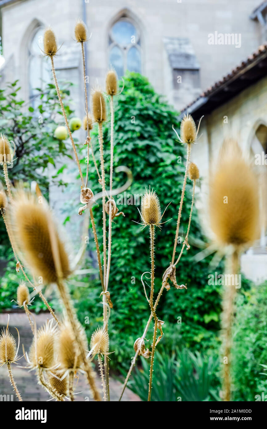 Beautiful Dried Thistle Plants in New York City Park. Stock Photo