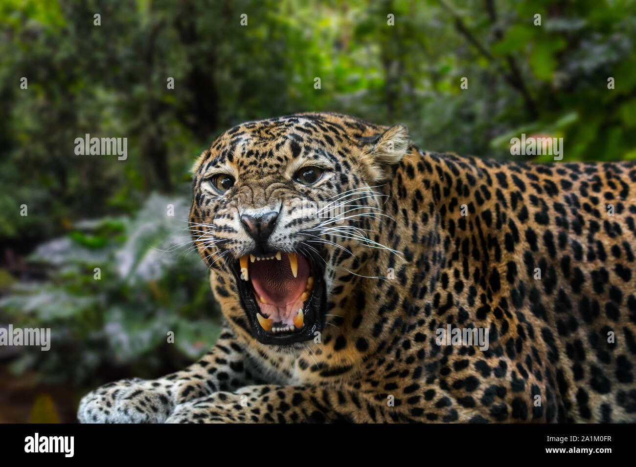 Sri Lankan leopard (Panthera pardus kotiya) roaring and showing large canine teeth in open mouth, native to Sri Lanka Stock Photo
